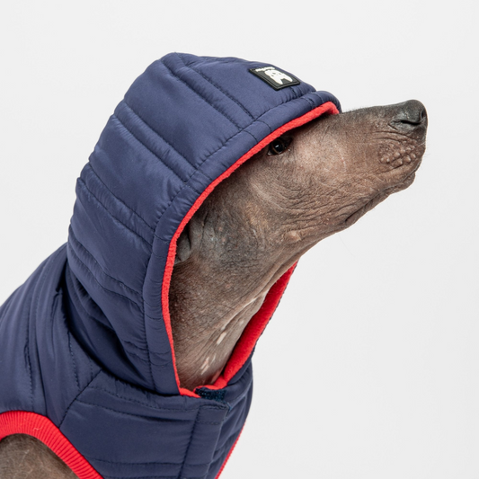 Noah Dog Jacket - Blue