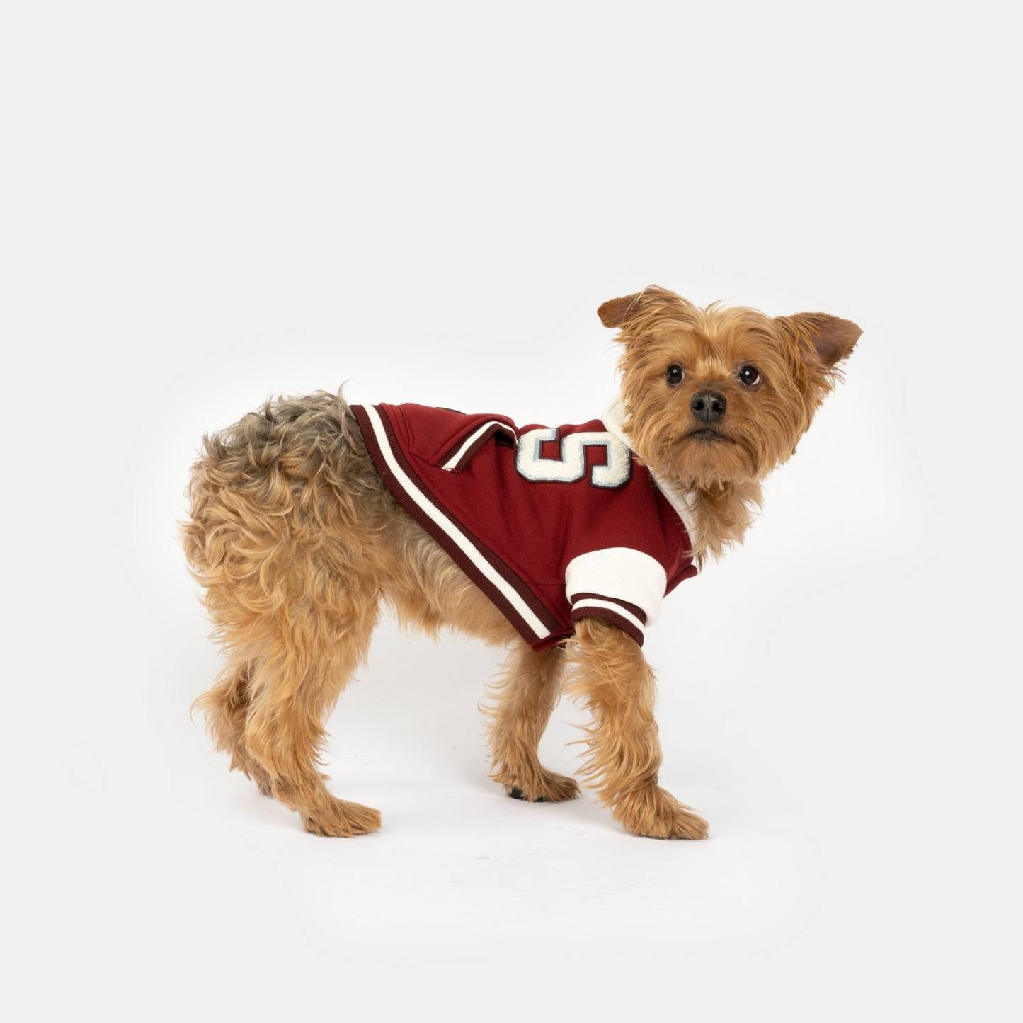 Veste Letterman pour chien Otis