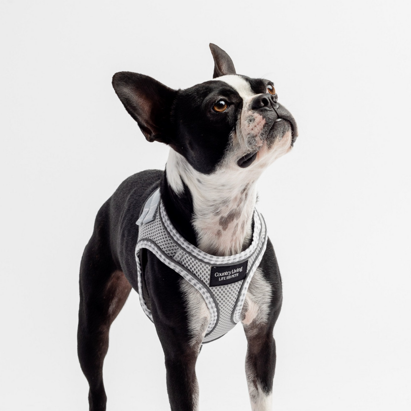 Step-In Dog Harness - Grey