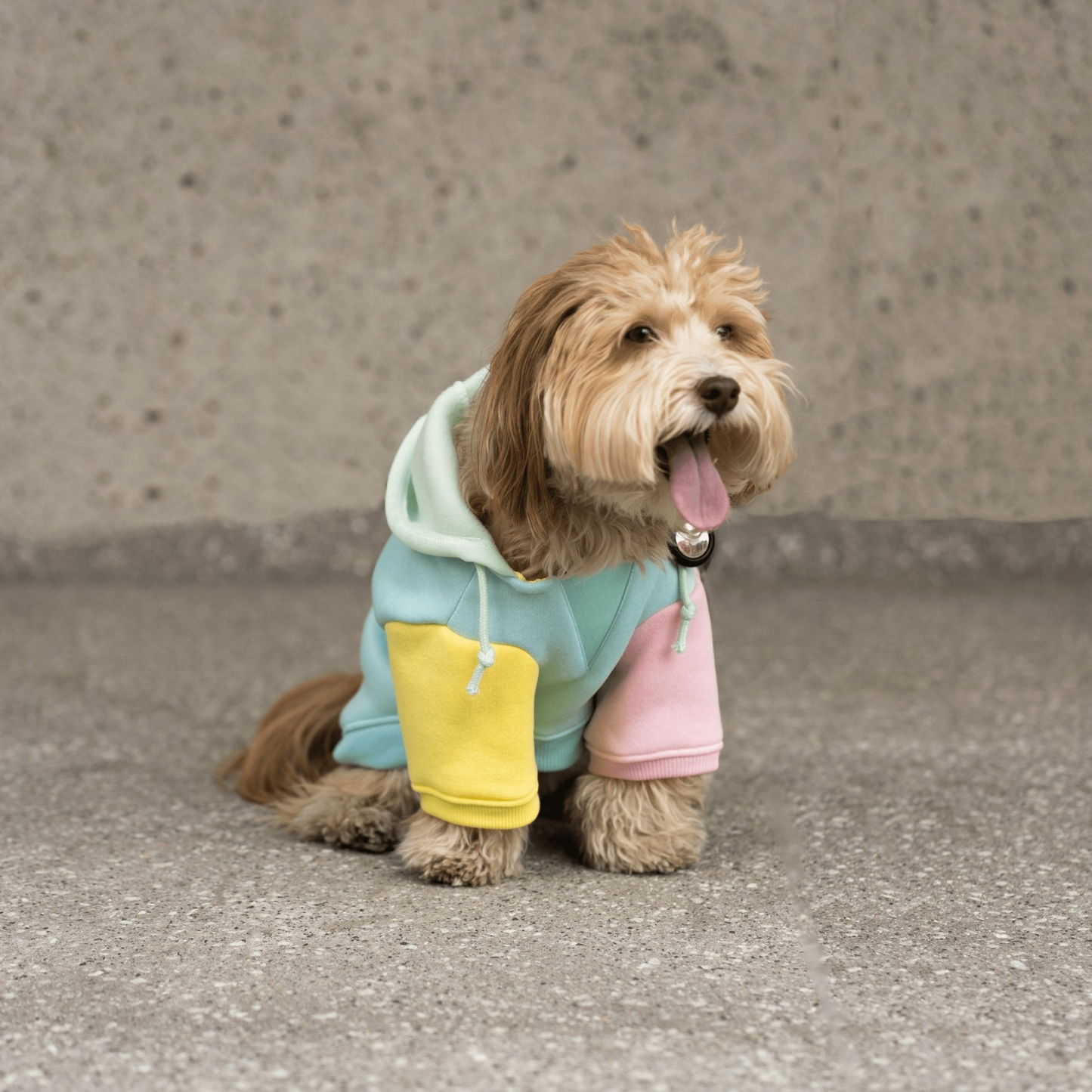 Venice Dog Hoodie - Blue