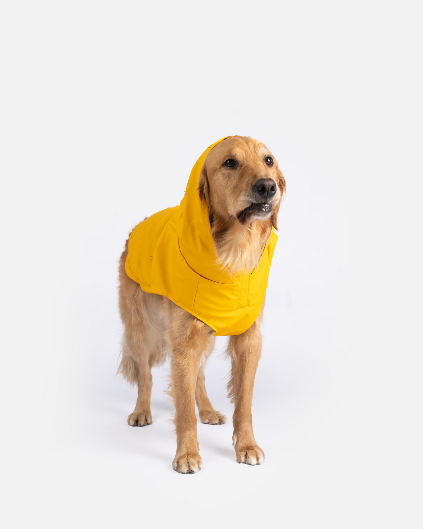 Aden 2.0 Dog Raincoat Yellow